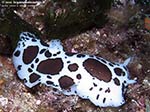 Porto Pino foto subacquee - 2009 - Nudibranco Vacchetta di mare (Discodoris atromaculata) di dimensioni cospicue