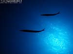 Porto Pino foto subacquee - 2009 - C.Galera, C.Teulada - Grossi barracuda del Mediterraneo in spettacolare controluce