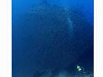 Porto Pino foto subacquee - 2009 - Relitto "Dino", P.Zafferano - subacqueo esplora la poppa e la grossa elica