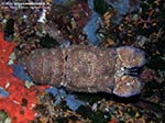 Porto Pino foto subacquee - 2009 - Magnifica cicala di mare, o magnosa (Scyllarides latus), C.Teulada
