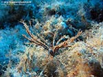 Porto Pino foto subacquee - 2009 - Un incontro abbastanza raro: Isola Rossa, un crinoide Giglio di Mare (Antedon mediterranea) a passeggio