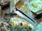 Porto Pino foto subacquee - 2009 - Bellissima e piccolissima Bavosa Bianca (Parablennius rouxi), C.Aligusta