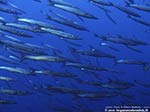 Porto Pino foto subacquee - 2009 - Spettacolare branco di barracuda del Mediterraneo (Sphyraena viridensis) a C.Galera, C.Teulada