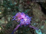 Porto Pino foto subacquee - 2009 - Accoppiamento di due nudibranchi flabellina (Flabellina affinis)