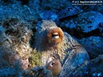 Porto Pino foto subacquee - 2009 - Grosso polpo che occhieggia dalla sua tana, P.Scudo