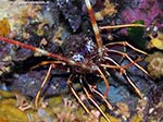 Porto Pino foto subacquee - 2009 - Aragosta (Palinurus vulgaris), in mezzo alle margherite di mare - C.Teulada