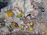 Porto Pino foto subacquee - 2009 - Grotta di P.Aligusta: aragostine, spugne, madrepore gialle (Leptopsammia pruvoti)