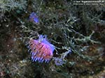 Porto Pino foto subacquee - 2009 - Due nudibranchi flabellina (Flabellina affinis) con uova, C.Teulada