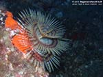 Porto Pino foto subacquee - 2009 - Verme policheta, Spirografo (Sabella spallanzani), 15 cm, Capo Teulada