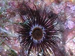 Porto Pino foto subacquee - 2009 - Bel cerianto (Cerianthus membranaceus), Capo Teulada