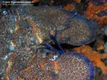 Porto Pino foto subacquee - 2009 - Cicala di mare, o magnosa (Scyllarides latus) di cospicue dimensioni, presso Capo Teulada
