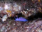 Porto Pino foto subacquee - 2009 - Bel nudibranco flabellina (Flabellina affinis) a Cala Galera