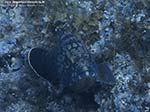 Porto Pino foto subacquee - 2009 - Cernia bruna di discreta grandezza (Epinephelius marginatus), S. di C.Piombo