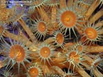Porto Pino foto subacquee - 2009 - Margherite di mare (Parazoanthus axinellae) a C.Galera