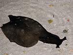 Porto Pino foto subacquee - 2009 - Una lepre di mare (Aplysia depilans) spiaggiata nella riva dello stagno di Porto Pino