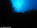 Porto Pino foto subacquee - 2009 - Scengografica posidonia controluce, dal fondo della punta di Cala Piombo