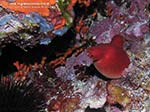 Porto Pino foto subacquee - 2009 - Ascidia Patata di Mare (Halocynthia papillosa)