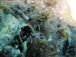 Porto Pino foto subacquee - 2009 - Piccolissimo paguro tubicolo (Calcinus tubularis)