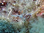 Porto Pino foto subacquee - 2009 - Nudibranco cratena (Cratena peregrina), punta di C.Piombo e isolotto