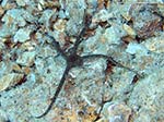 Porto Pino foto subacquee - 2009 - Ofiura (Ophiotrix fragilis) con un braccio in ricrescita, P. di C.Aligusta