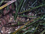 Porto Pino foto subacquee - 2009 - La pianta marina (Posidonia oceanica). Evidente la matte (il substrato di rizomi morti sopra cui, via via, cresce) e le foglie che escono dai rizomi