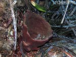 Porto Pino foto subacquee - 2009 - Spugna Orecchio d'Elefante (Spongia agaricina), Secca P.Scudo