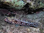 Porto Pino foto subacquee - 2009 - Inconfondibile ghiozzo boccarossa (Gobius cruentatus), Isola Rossa