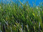 Porto Pino foto subacquee - 2009 - La pianta marina (Posidonia oceanica), verdissima, in acqua bassa