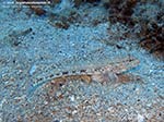 Porto Pino foto subacquee - 2009 - Ghiozzo geniporo (?) (Gobius geniporus), perfettamente mimetizzato nella sabbia presso il relitto "Dino", P.Zafferano