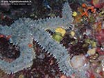 Porto Pino foto subacquee - 2009 - Stella Martasteria (Marthasterias glacialis), nascosta in una spaccatura della Secca di C.Piombo