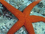 Porto Pino foto subacquee - 2009 - Stella Rossa (Echinaster sepositus), Capo Teulada