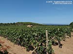 Porto Pino - Agosto 2014,vigneti di Cala Su Turcu