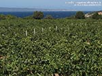 Porto Pino - Agosto 2014,vigneti di Cala Su Turcu