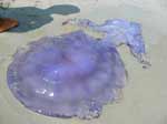 Porto Pino - 2003, enorme medusa (polmone di mare, Rhizostoma pulmo) spiaggiata