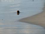 Porto Pino - 2011, un solitario egagropilo di posidonia rotola sulla battigia