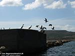 Cormorani spiccano il volo da uno dei fortini del porto di S.Antioco
