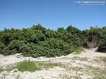 Calasetta - Spiaggia Le Saline