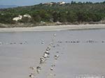 Calasetta - Stagno della Spiaggia Le Saline