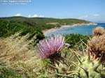 Coaquaddus - Coaquaddus; fiore di cardo mariano